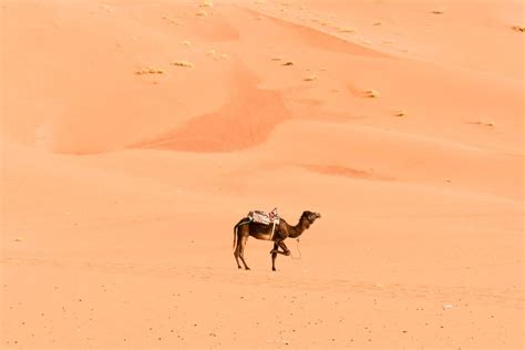Sahara Desert Tour In Morocco A Travel Guide Stoked Travel