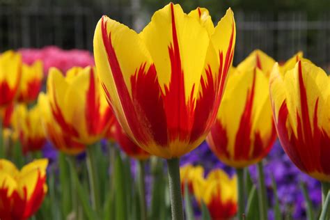 Los Secretos Para Cultivar Tulipanes Consejos Para Mi Huerto