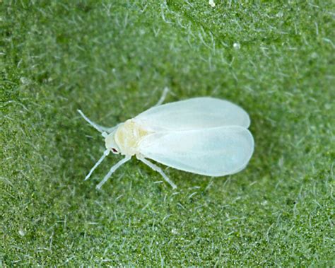 How To Get Rid Of Whiteflies In Your Garden Yates Australia
