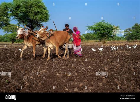 Indian Farmer Couple Plowing Wheat Fields With A Pair Of Oxen Using