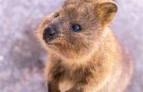 How To See A Quokka In Australia A Visitors Guide