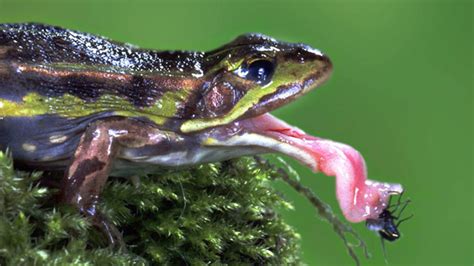 Froschzunge Das Flinke Jagdinstrument Der Frösche