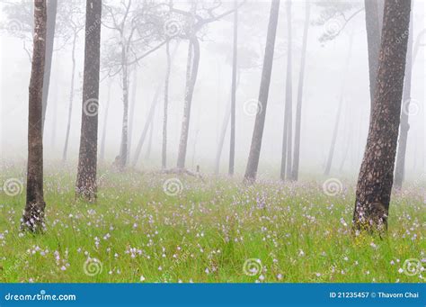 Misty Forest With Flowers On The Ground Stock Image Image Of Forest