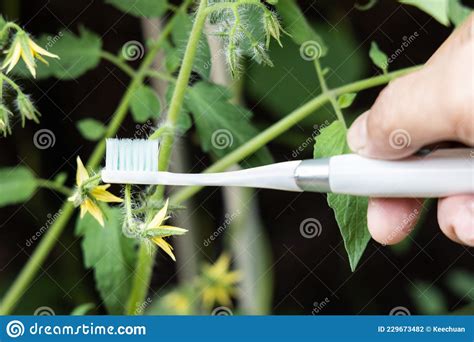 hand holding electric vibrating toothbrush attempt to manually hand pollinate tomato plant