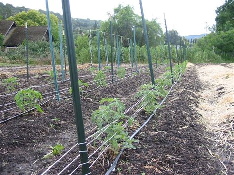 Florida Weave Stake And Weave Tomato Trellis With T Posts Can Use