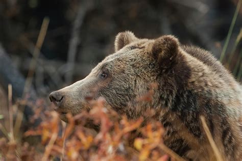 Grizzly Bear Portrait In Fall Photograph By Mark Miller Fine Art America