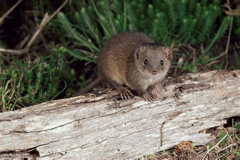 The Swamp Antechinus Antechinus Minimus Also Known As The Little
