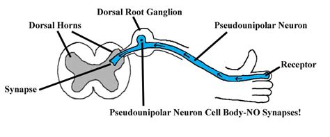 Dorsal Root Ganglion Function On Mcat Student Doctor Network