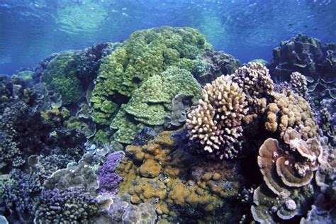 Beautiful Corals In Hawaii ~ Weird And Wonderful News Library