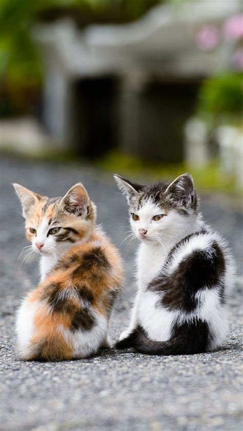Two Very Cute Cats Wallpapers For Iphone