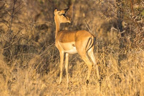 Discover More — Warthog Lodge Holiday Home Rental Situated In