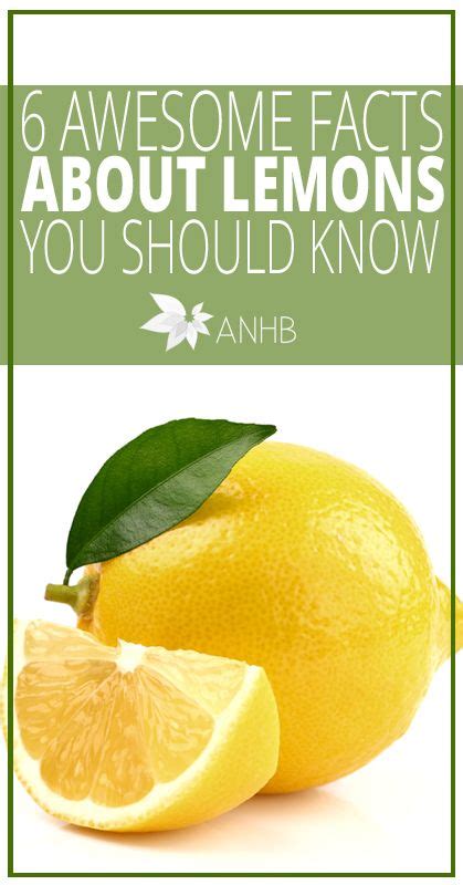 6 Awesome Facts About Lemons You Should Know Updated For 2018 Fun