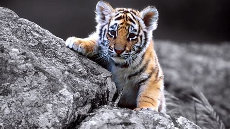 Cute Baby Tiger Full Wallpapers Hd Desktop And Mobile Backgrounds