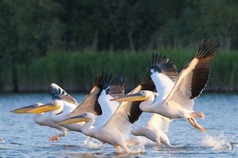 Great White Pelican Naturetrek Wildlife Holidays Flickr