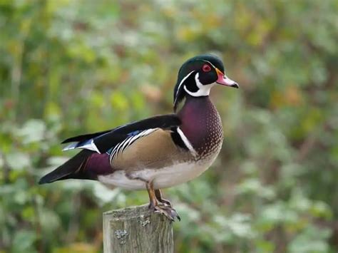 Ducks In Minnesota 17 Species With Pictures Bird Feeder Hub