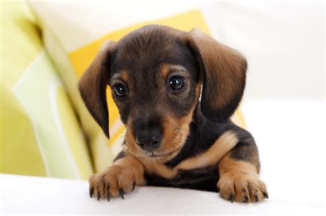 Sausage Dog Wallpapers Wallpaper Cave