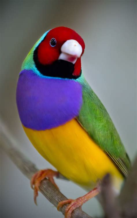 Gouldian Finch Beautiful Birds Finches Bird Pet Birds