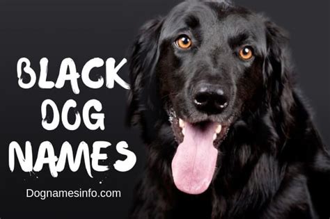 Black Dog Names 2020 250 Best Unique Names Ideas For Black Dogs
