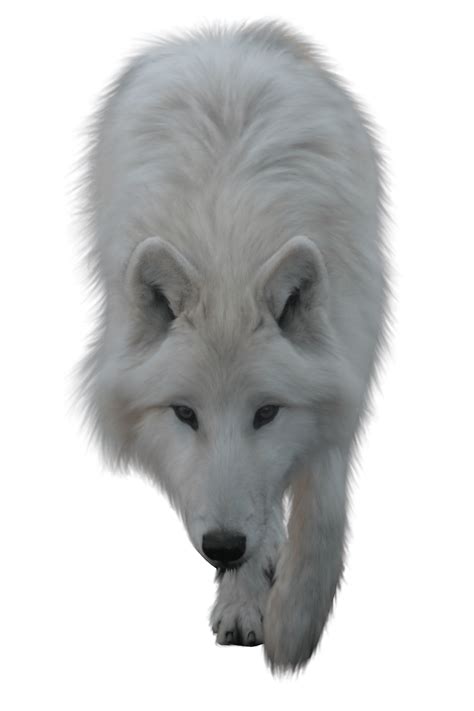 White Wolf Png Pngkit Selects 74 Hd White Wolf Png Im
