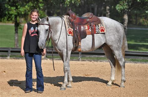 013 Leo Gray Aqha Gelding Ranch Quarter Horse Horse Of My Dreams