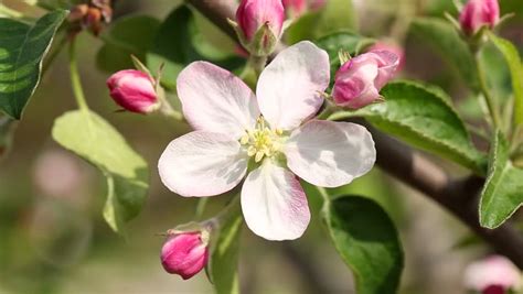 Check spelling or type a new query. Apple Flowers in Spring Wind. Stock Footage Video (100% ...