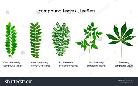 979 Pinnately Compound Leaves Images Stock Photos And Vectors Shutterstock