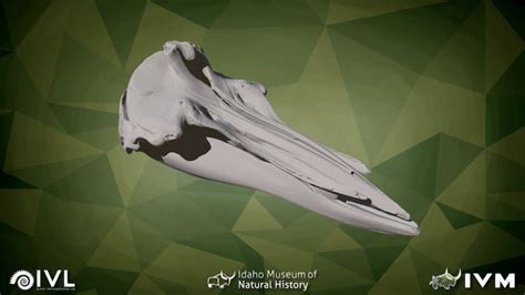 Uam 11647 Bairds Beaked Whale Download Free 3d Model By Idaho