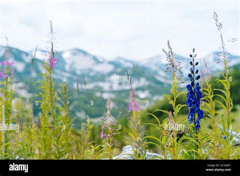 Swiss Alps Valley With Flowers Campanula Cochleariifolia Wildflower In