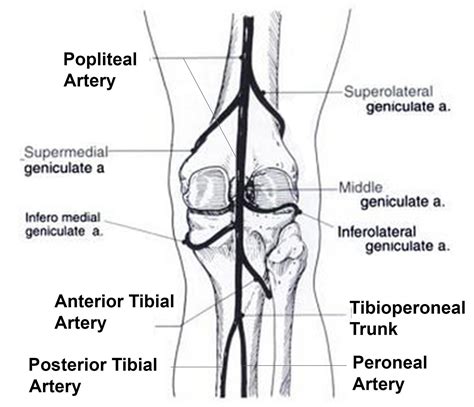 Blood Supply To The Foot Foot And Ankle Orthobullets