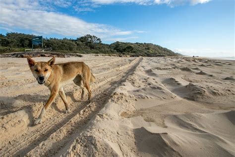 Dingo Proof Fence Guide For Fraser Island Fraser