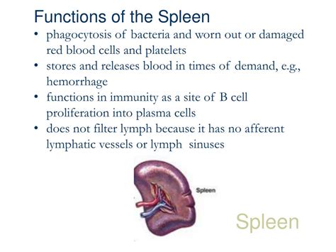 Ppt Functional Anatomy Of Lymphatic System Powerpoint