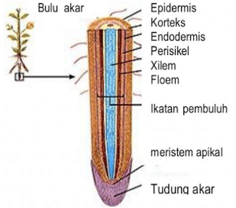 Struktur Morfologi Pada Akar Tumbuhan Dalam Biologi