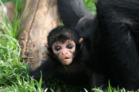 Black Spider Monkey Facts Habitat Diet Life Cycle Baby Pictures