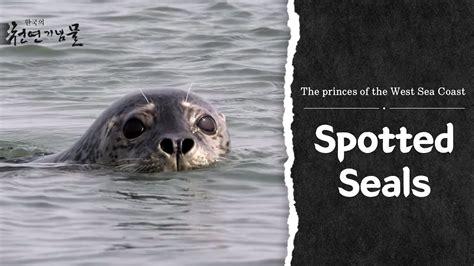 Spotted Seals The Princes Of The West Sea Coast Korea Youtube