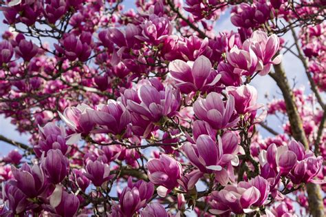 The Most Beautiful Blooms In The South Magnolia Tree Types Magnolia