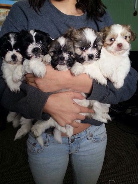 14 signs you are a crazy shih tzu person