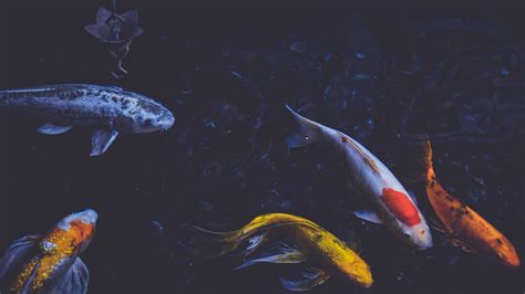 Yin Yang Koi Fish Wallpapers Top Free Yin Yang Koi Fish Backgrounds