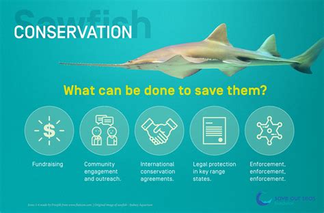 Sawfish Conservation Save Our Seas Foundation