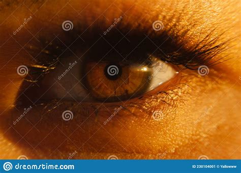 Close Up Brown Eye Illuminated By The Setting Sun Stock Image Image