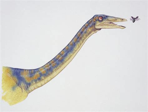 Dromiceiomimus Photograph By Deagostiniuigscience Photo Library