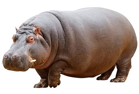 Hipopótamo Stock Fotos E Imágenes Istock