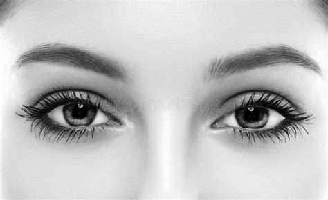 Eyes Woman Eyebrow Eyes Lashes Black And White Stock Image
