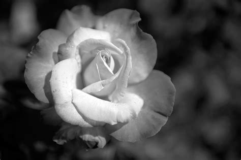 Free Black And White Pictures Of Flowers To Print Download Free Black