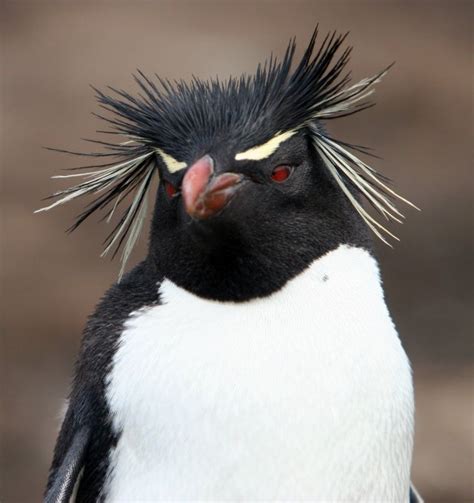 Southern Rockhopper Penguin Eudyptes Chrysocome