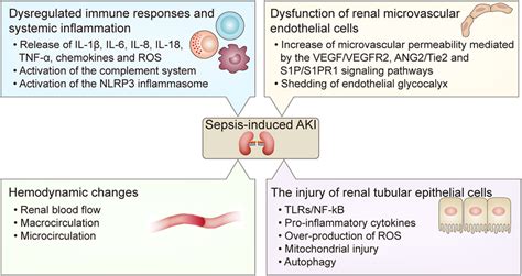 Frontiers Sepsis Induced Aki From Pathogenesis To Therapeutic Approaches