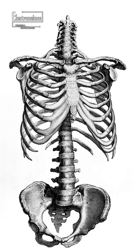Render Squelette Tronc Humain Gravure Anatomie Autresinconnu Png