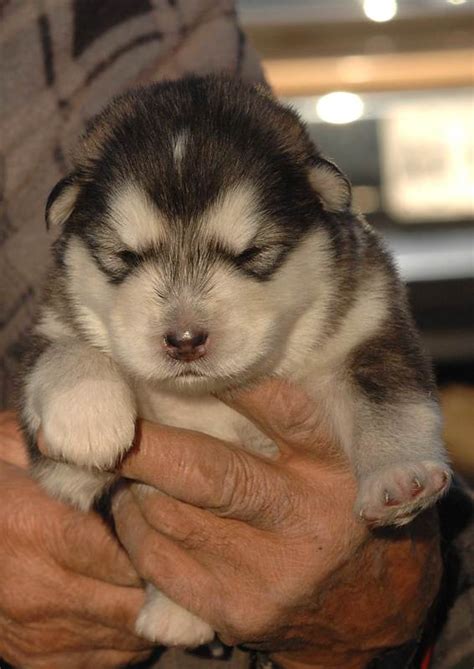 Please click here for daily updates on available puppies. Alaskan Malamute puppy, puppies for sale in Ontario cost ...