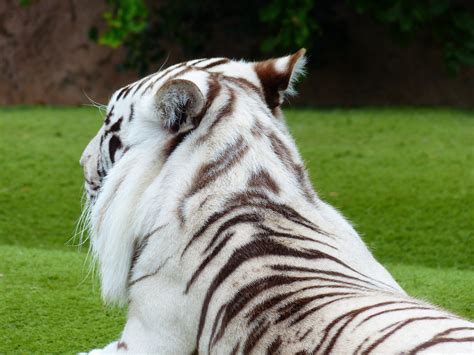 Free Images White Bengal Tiger Fur