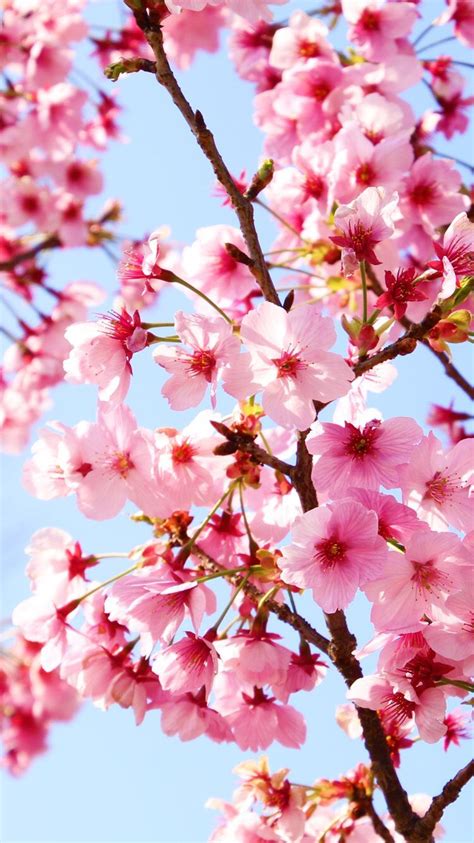 Summer Cherry Blossom Wallpapers Wallpaper Cave