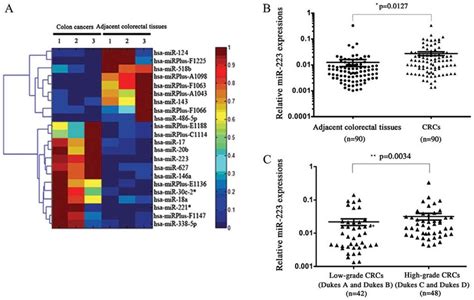 Mir Is Upregulated In Human Colorectal Cancer Crc A Expression